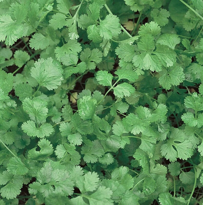 Koriandrs (Coriandrum sativum), 1g